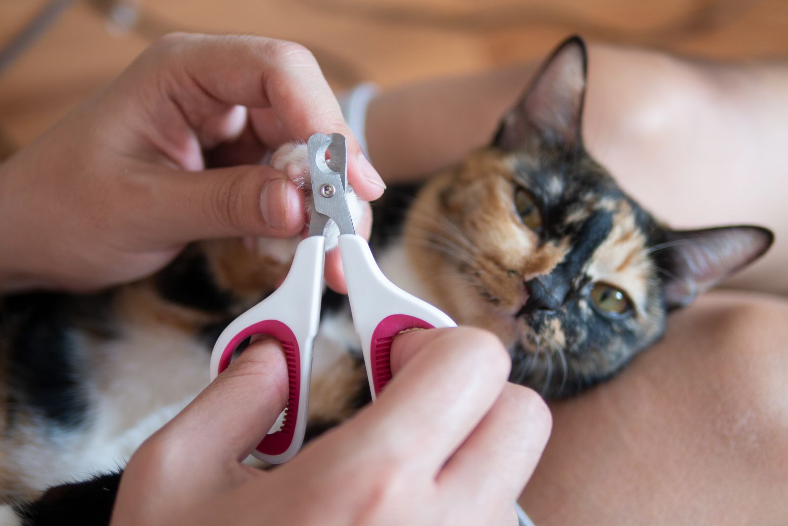 Katzenkrallen schneiden: So geht's richtig