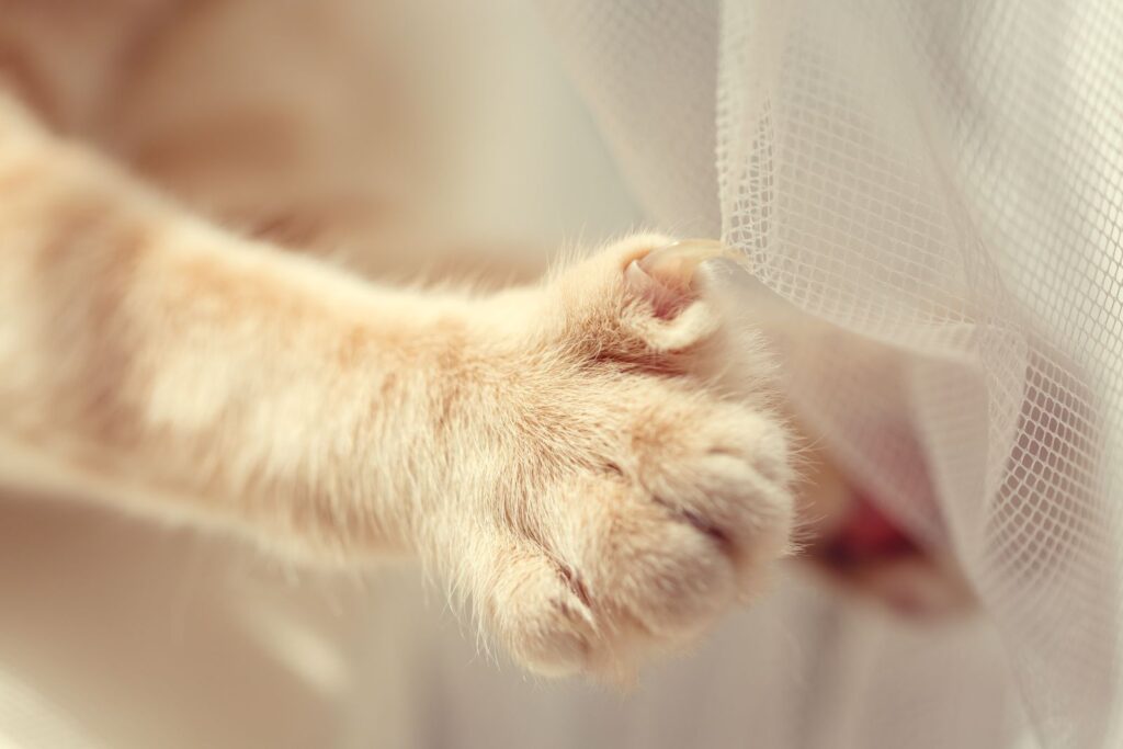 Eine Katzenpfote mit ausgestreckter Kralle katzenpfote mit kralle