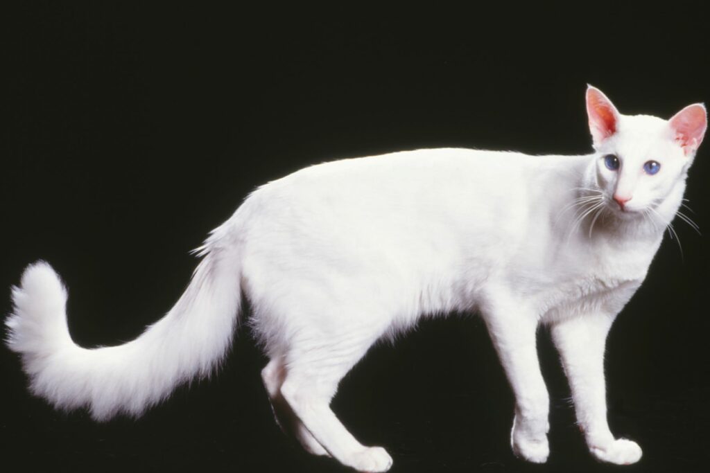 Eine weiße Javanese-Katze vor schwarzem Hintergrund Javanese-Katze weiß