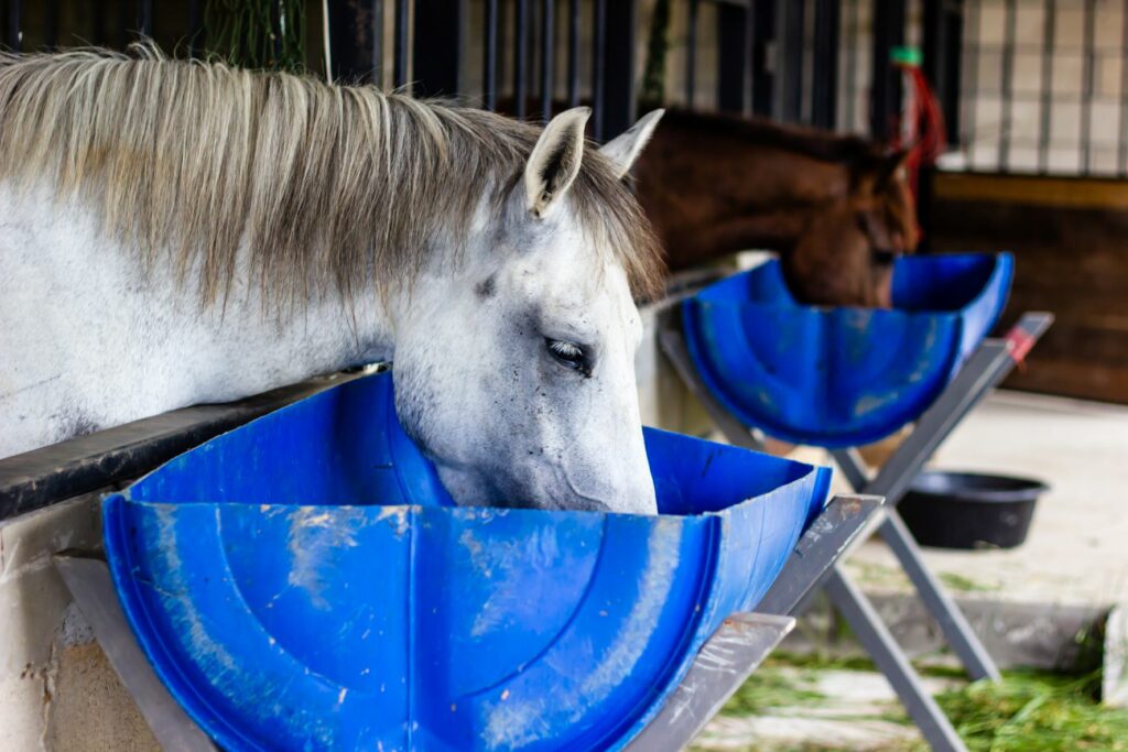 Pferd frisst im Stall Pferd frisst im Stall