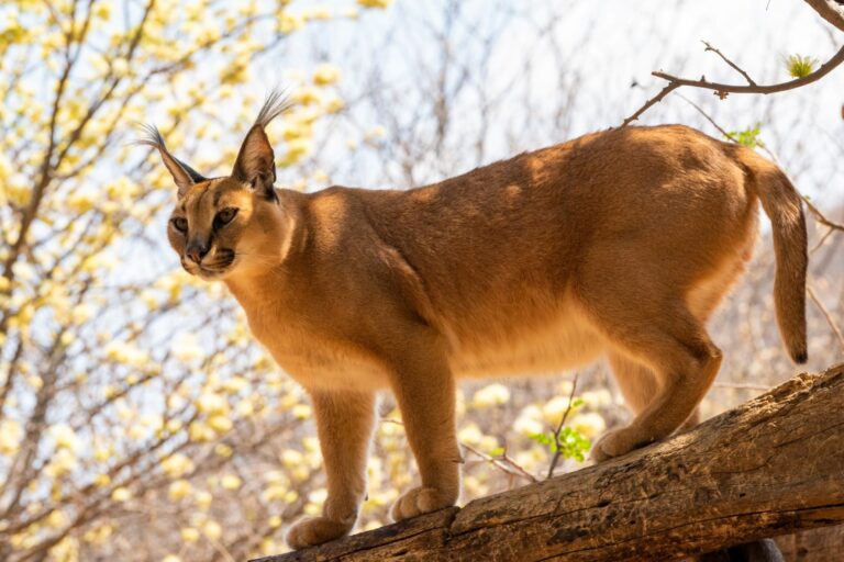 Karakal in der Wildniss