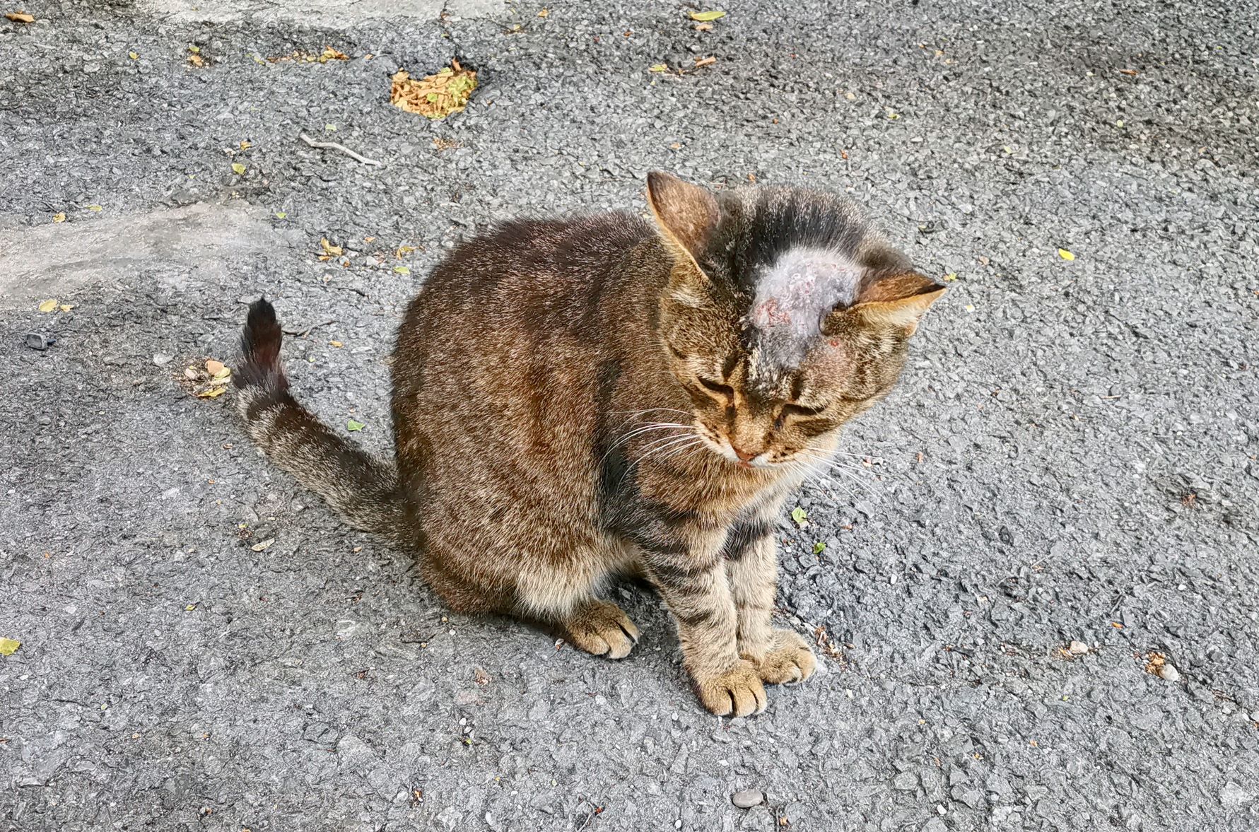 Katze Hautpilz Hausmittel