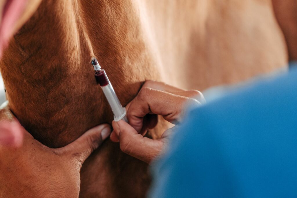 Blutabnahme beim Pferd durch Tierarzt