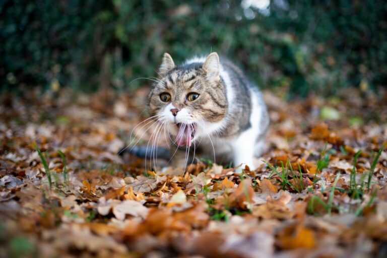 Katze vergiftet erbricht