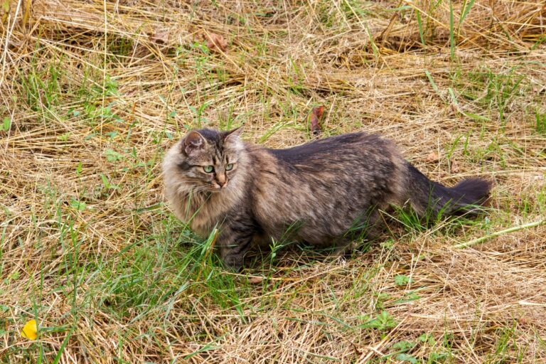 Deutsch Langhaar Katze in Wiese