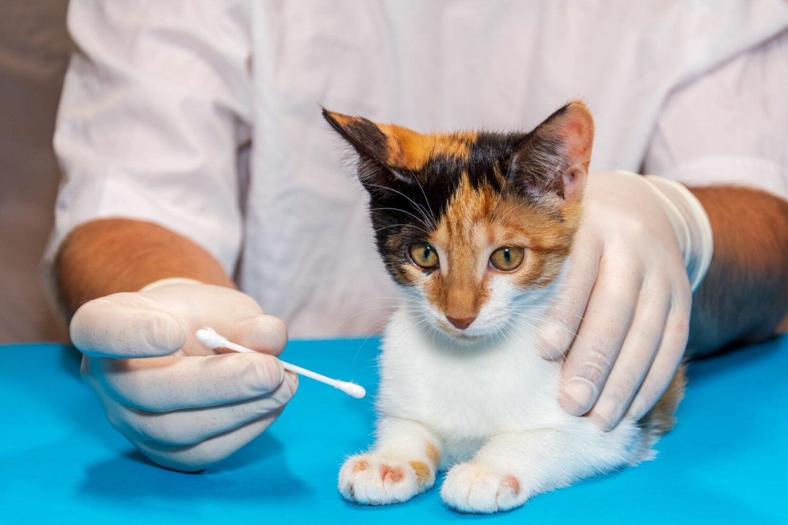 Hautpilz bei Katzen: Anzeichen, Therapie & Ursachen | zooplus Magazin