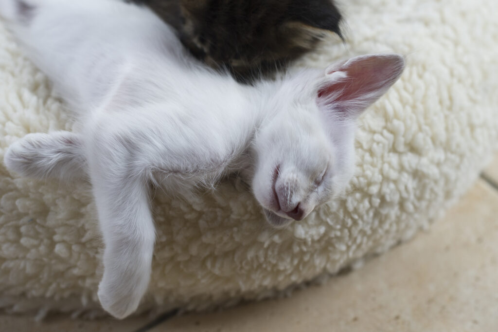 Javanese-Kitten liegen auf einem Katzenbett Javanese Kitten Katzenbett