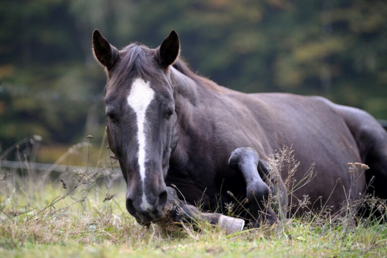 Ein Pferd mit Kreuzverschlag liegt auf dem Boden Kreuzverschlag beim Pferd