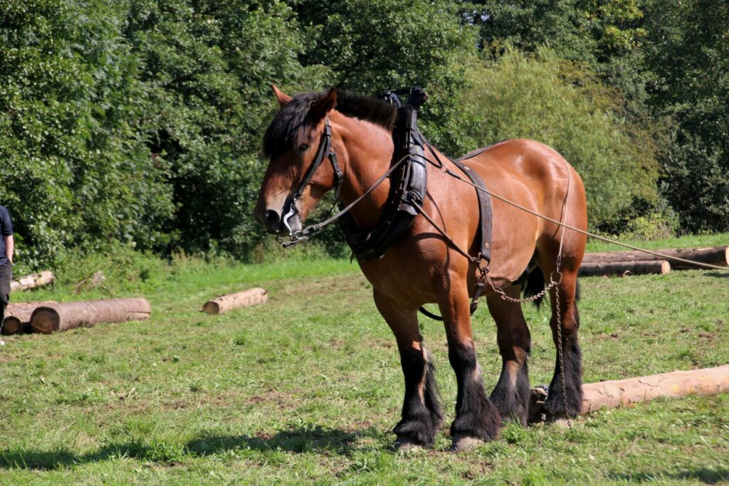 brabanter als zugpferd