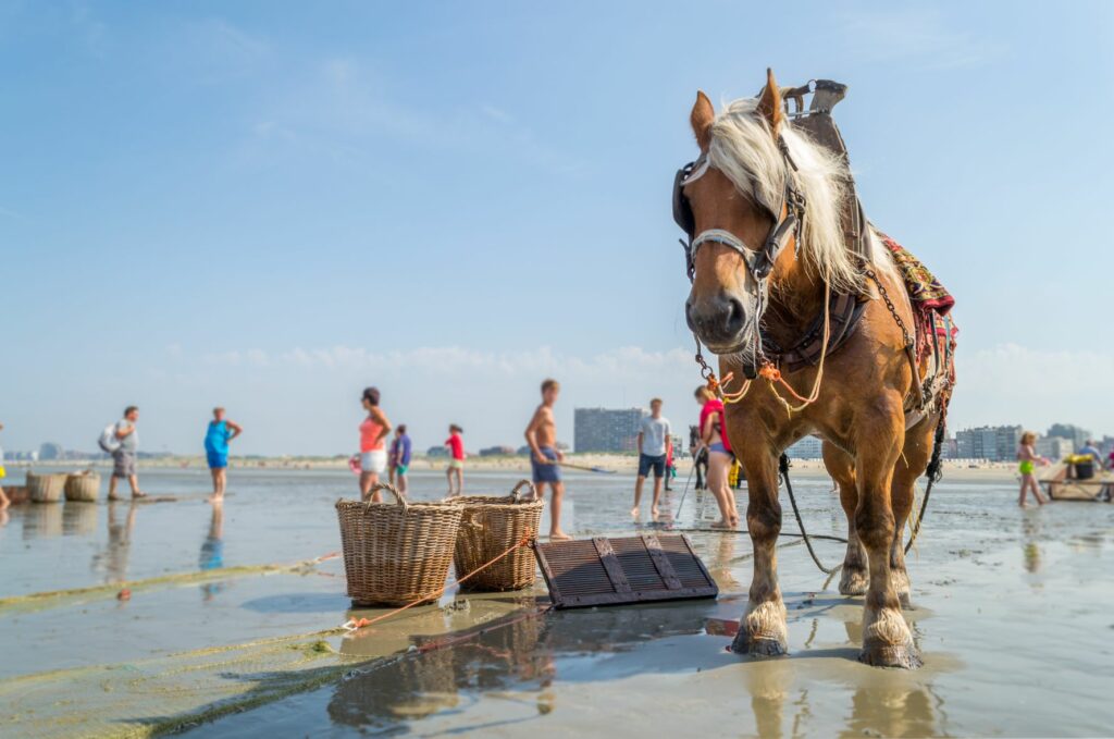 brabanter pferd am meer