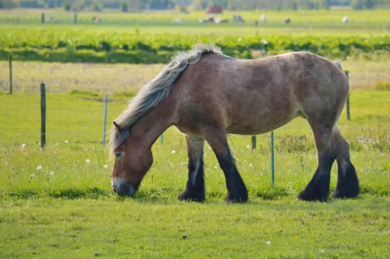 brabanter pferd auf weide