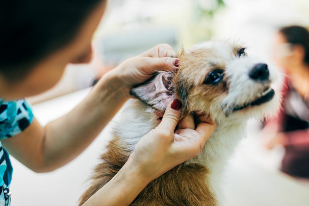 Halter untersucht Ohren des Hundes Untersuchung Ohren Hund