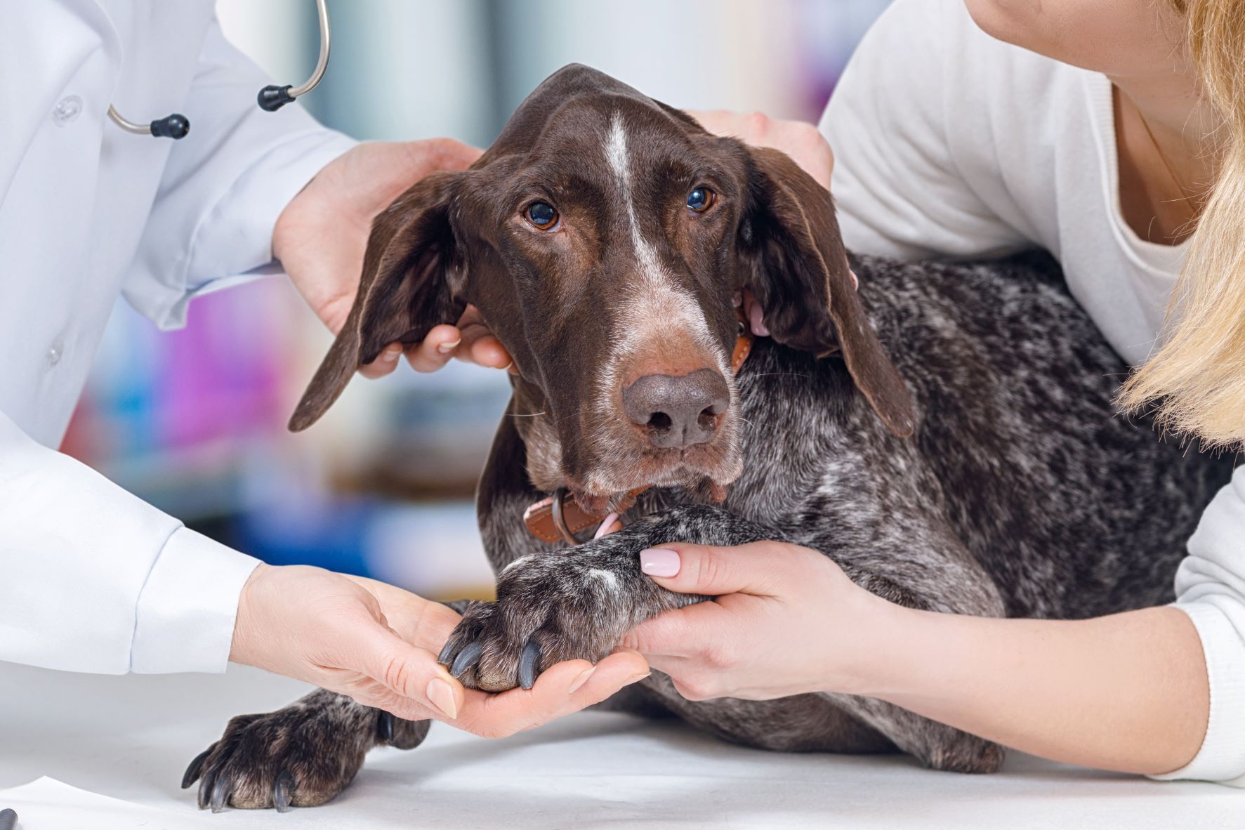 Was ist ein veterinär ? 2 hund tierarzt untersuchung