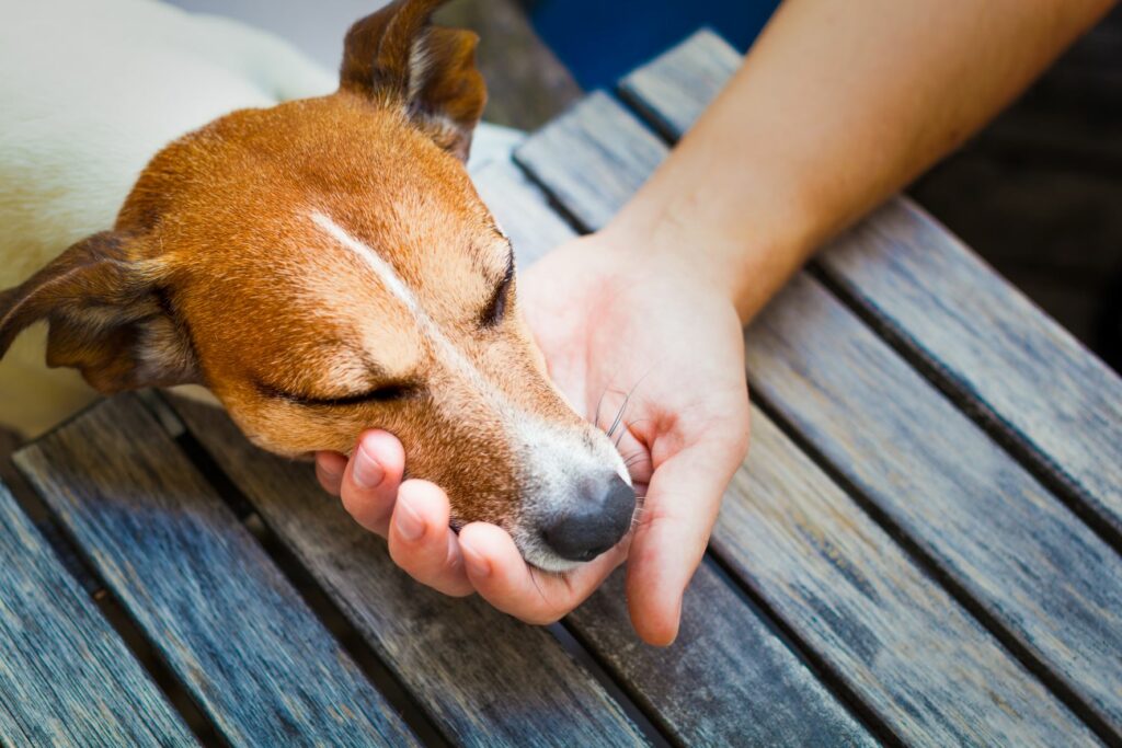 Hund legt Kopf in die Hand seines Halters hund legt kopf in hand