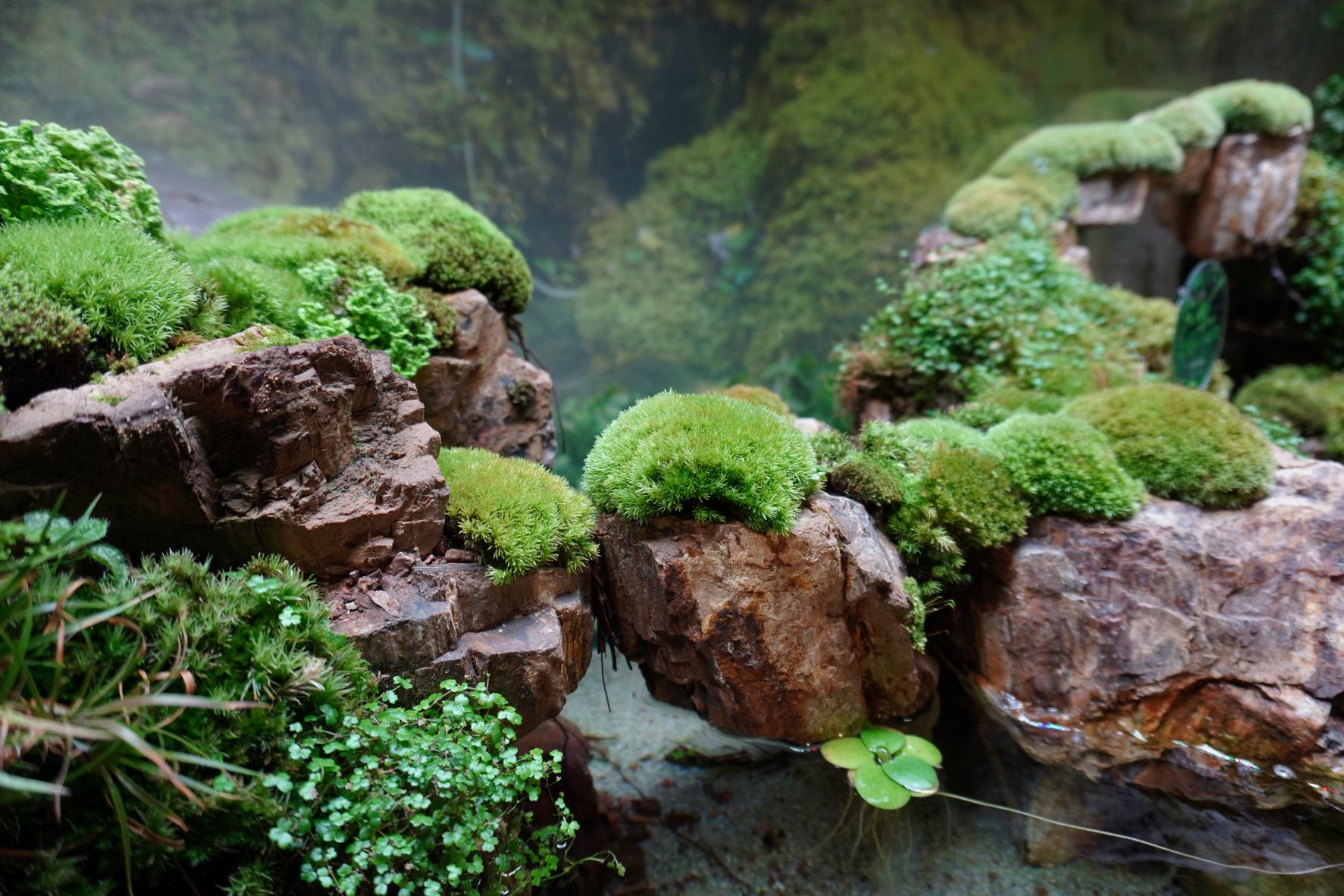 Paludarium Aquarium und Terrarium in einem zooplus Magazin