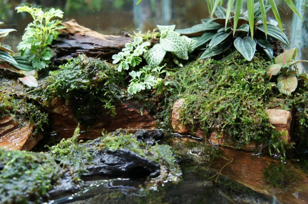 Paludarium, das eine Sumpflandschaft nachbildet paludarium in sumpflandschaft