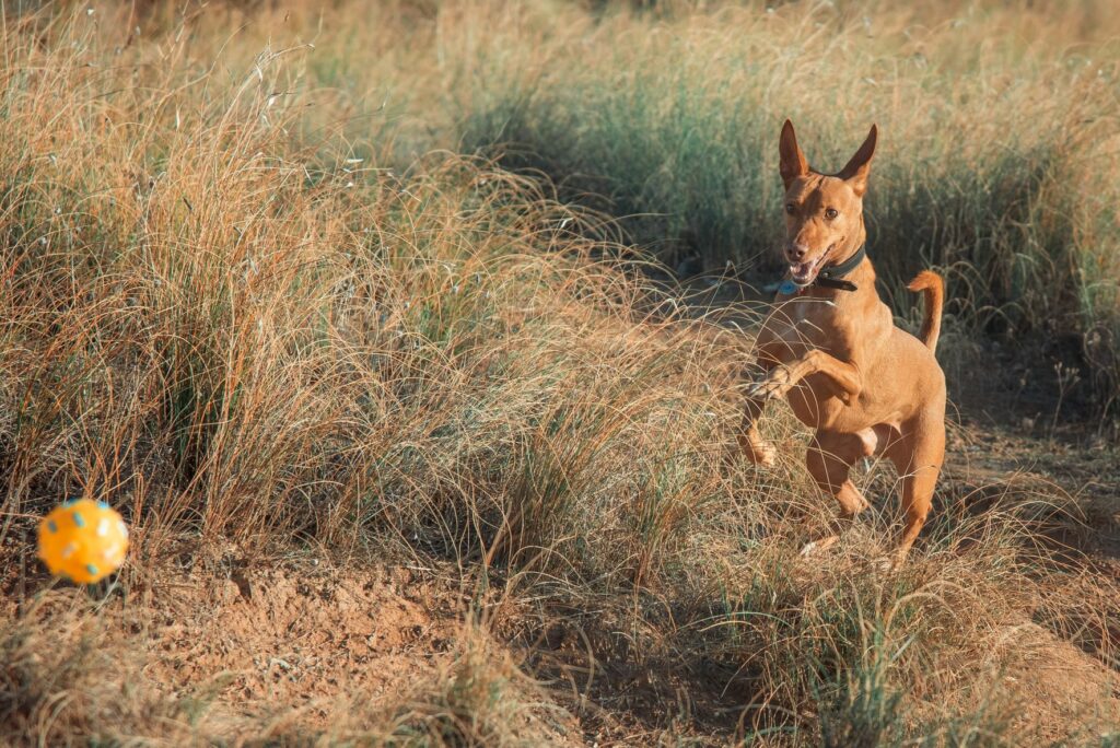 podenco andaluz hund mit ball