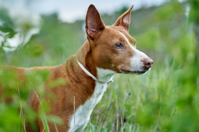 podenco andaluz hund