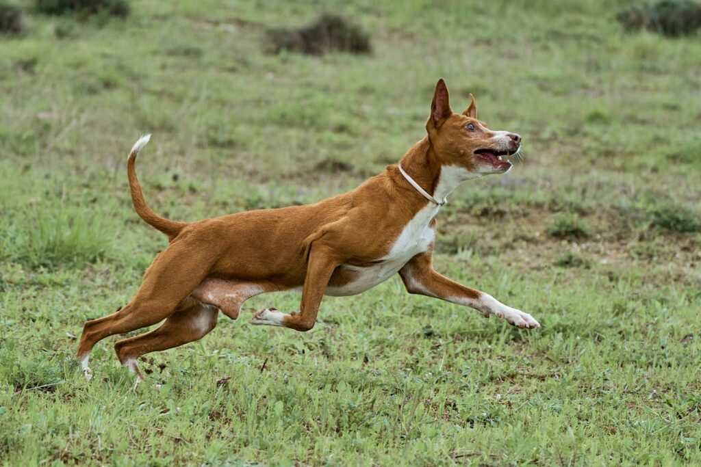 podenco andaluz hunderasse