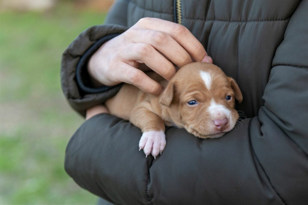 podenco andaluz welpe