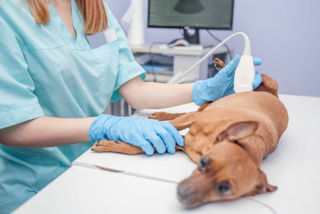 tierarzt mit ultraschall beim hund