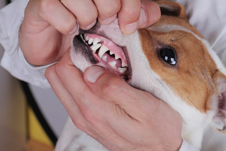 check auf zahnfleischentzündung beim Hund