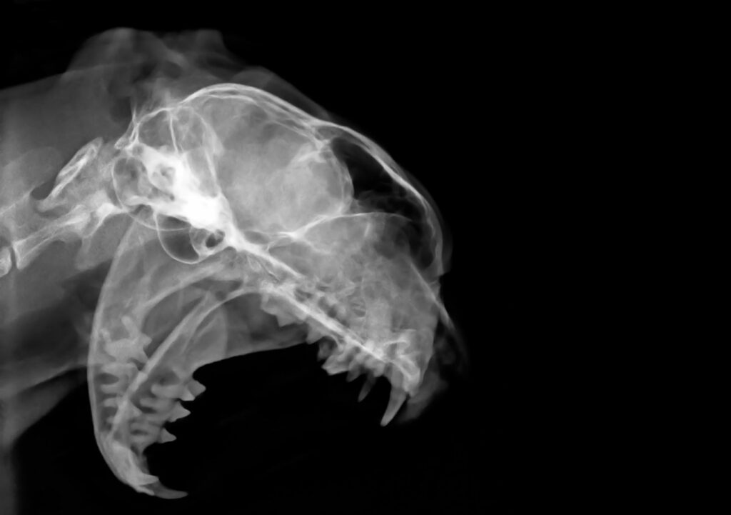 Röntgenaufnahme eines Katzenkopfes