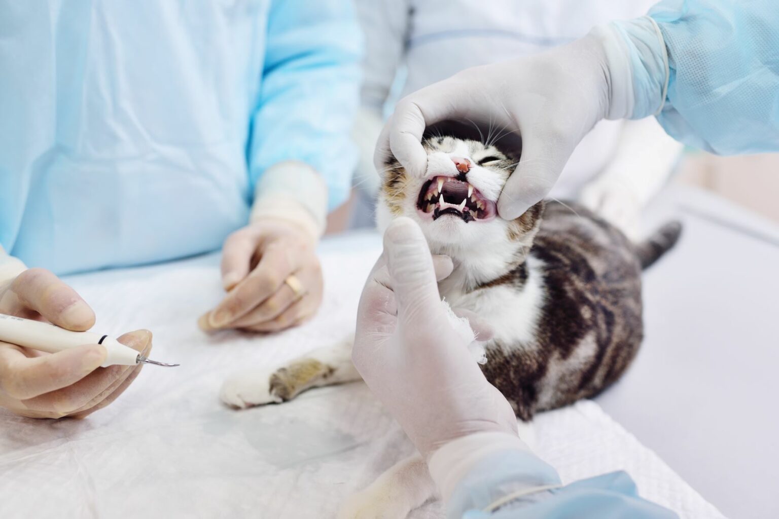 FORL bei Katzen: Symptome, und Lebenserwartung | zooplus Magazin