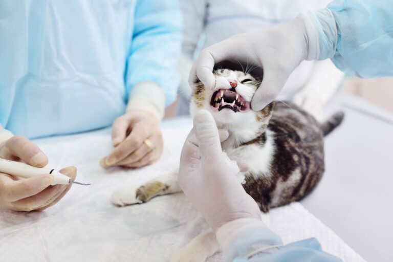 forl bei katzen tierarzt