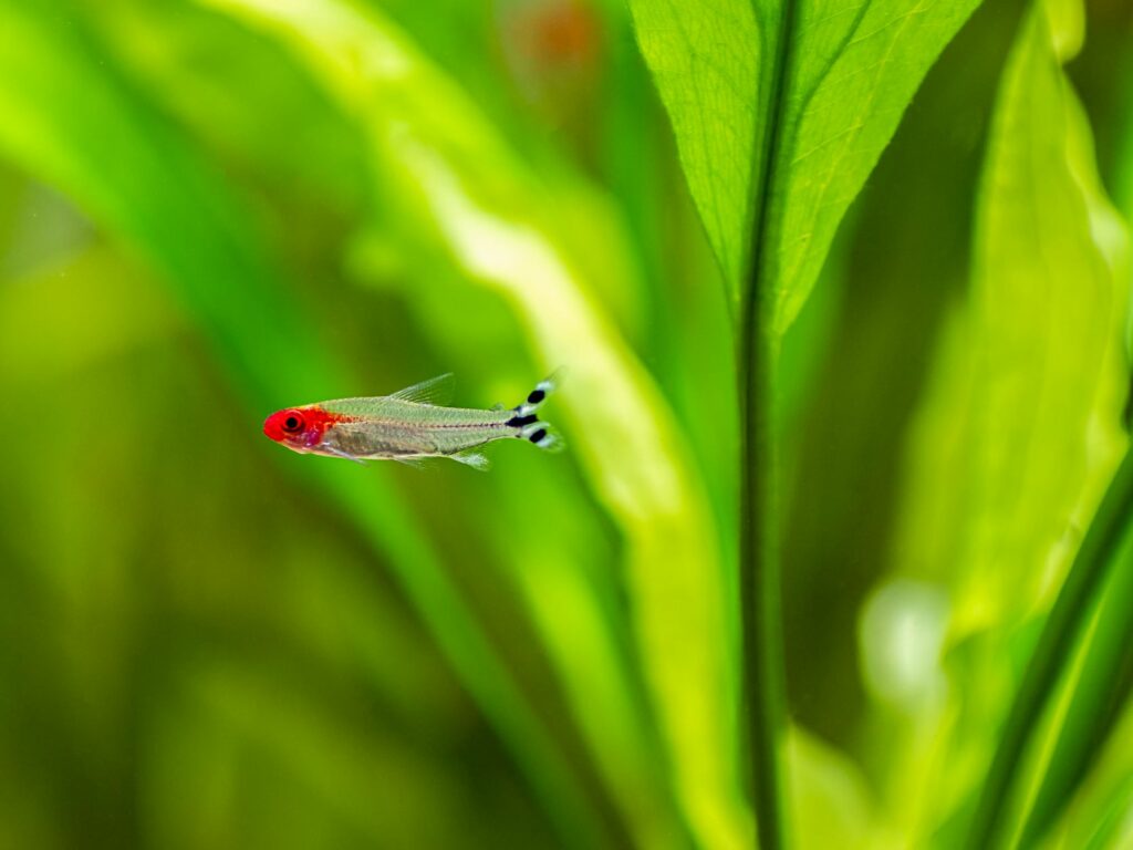 Rotkopfsalmler Hemigrammus rhodostomus Aquarium