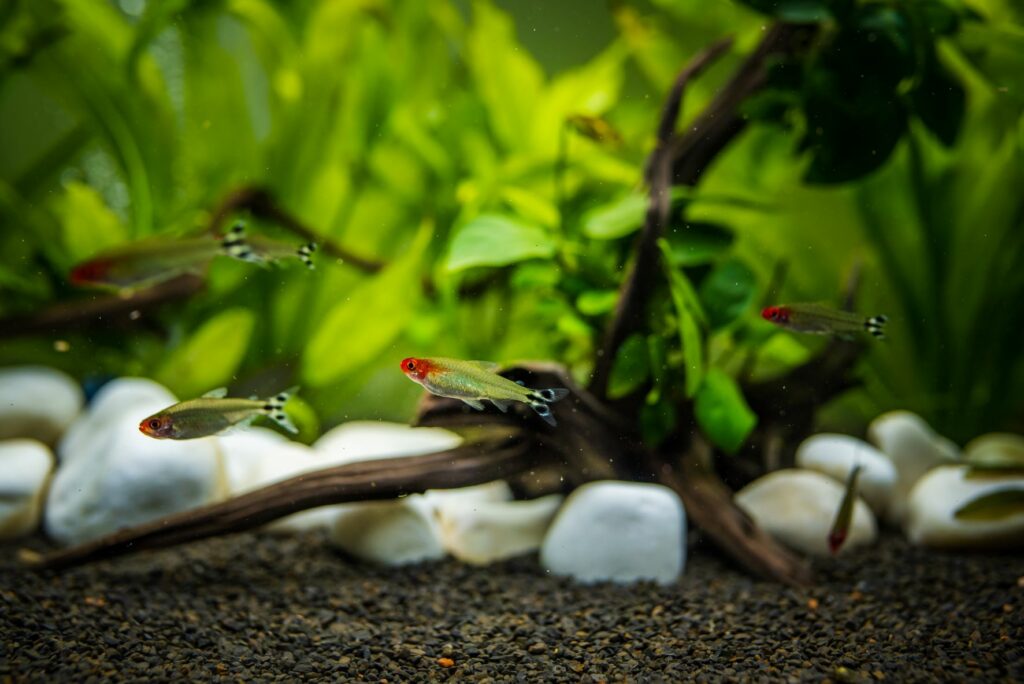 Rotkopfsalmler Fische schwimmen Aquarium