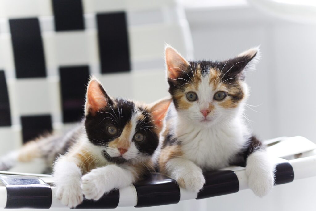Dreifarbige Glückskatzen-Babys Glückskatze Katzenbabys