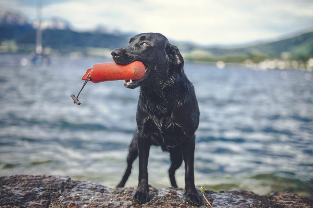Ein schwarzer Labrador Retriever Hund beim Dummtraining im Wasser Dummytraining Hund Badesee