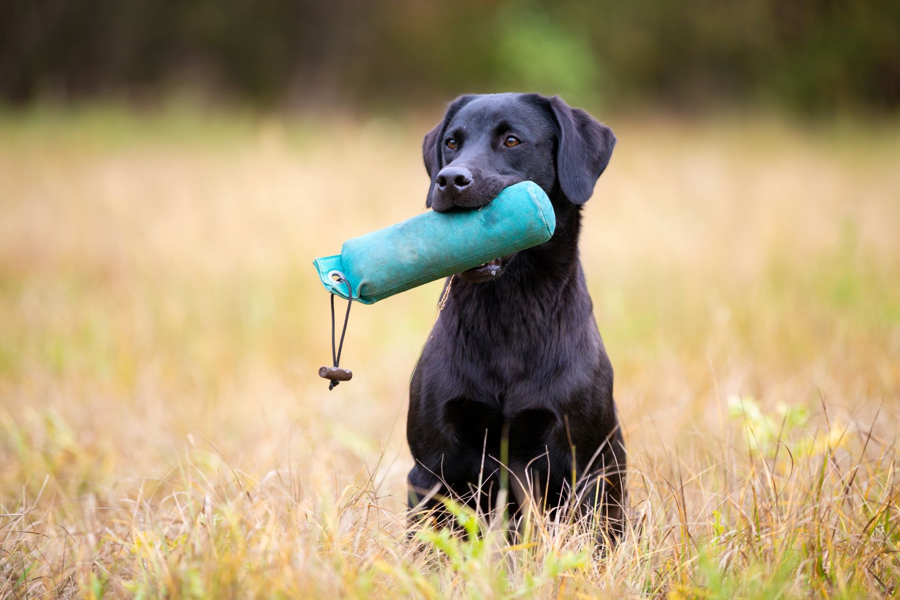 Dummytraining als Hundesport: Tipps für Anfänger