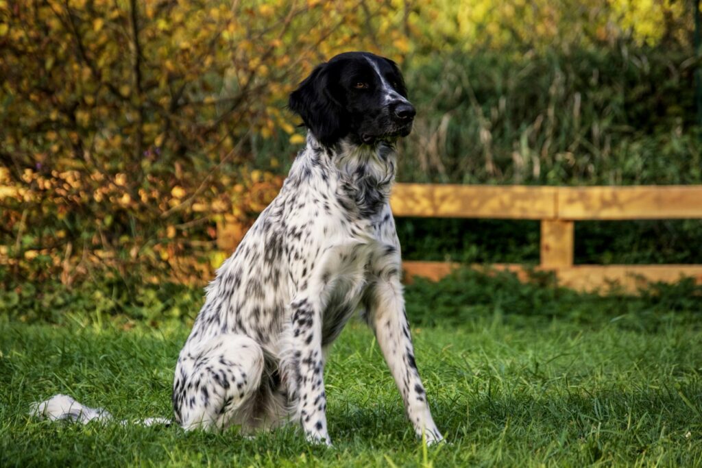 Großer Münsterländer Outdoor