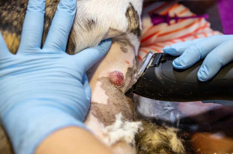 Hautkrebs bei Hunden Tumor Entfernung Tierarzt