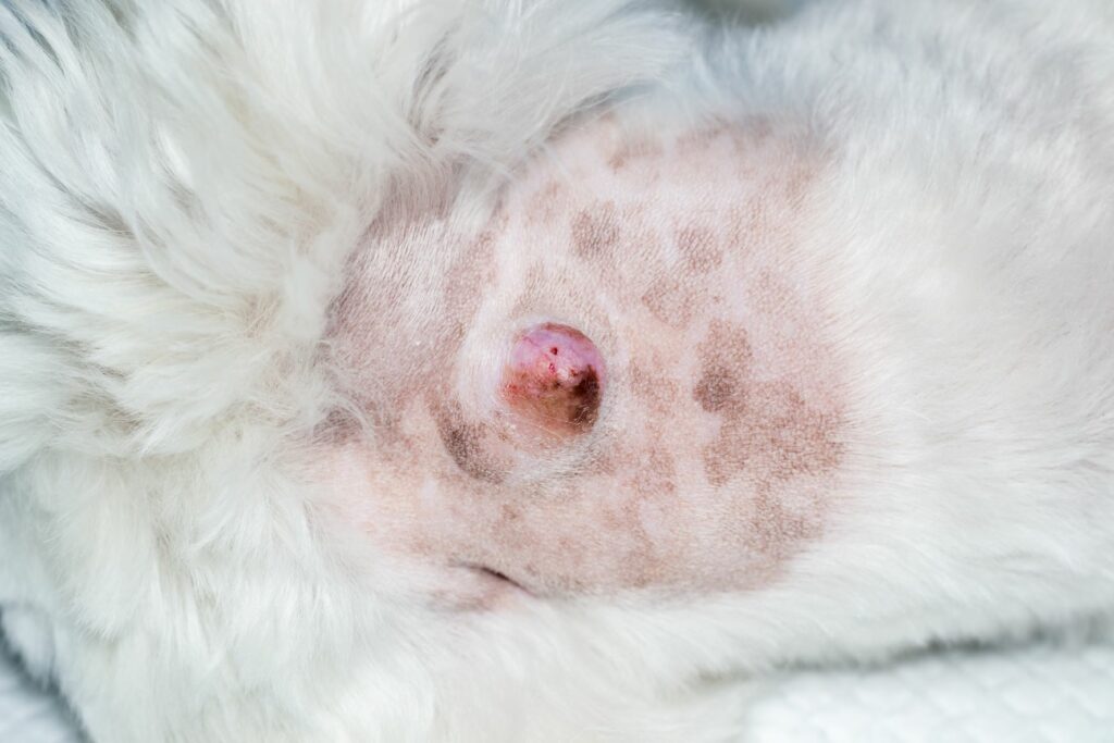 Hautkrebs bei Hunden: Symptome | zooplus Magazin