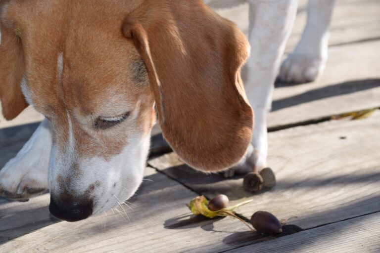 Sind Eicheln giftig für Hunde?