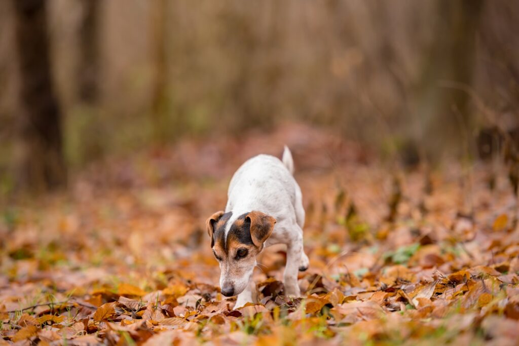 Ein Hund schnüffelt im Herbstlaub Sind Eicheln giftig für Hunde?