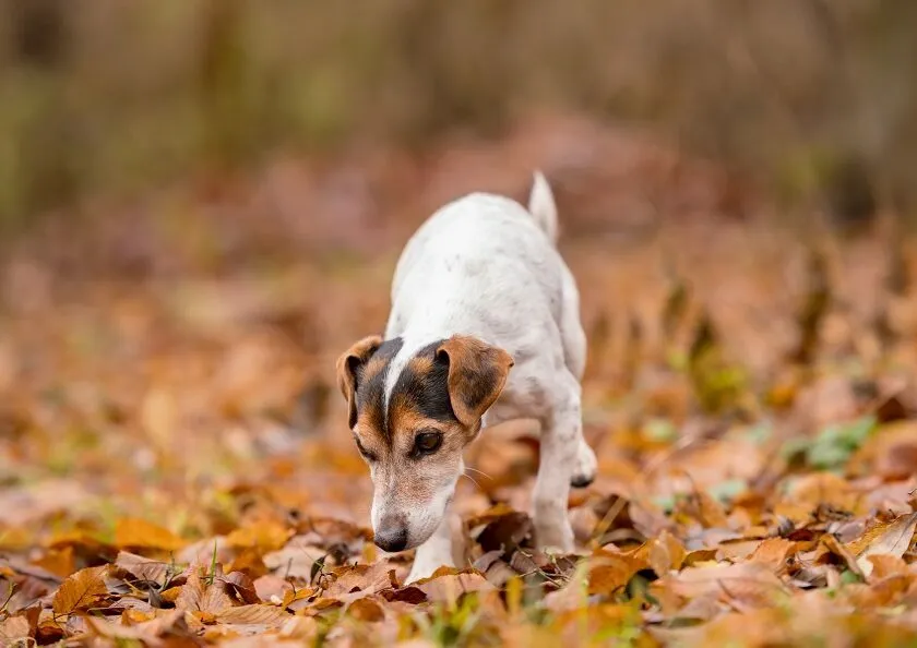 Sind Eicheln giftig für Hunde?