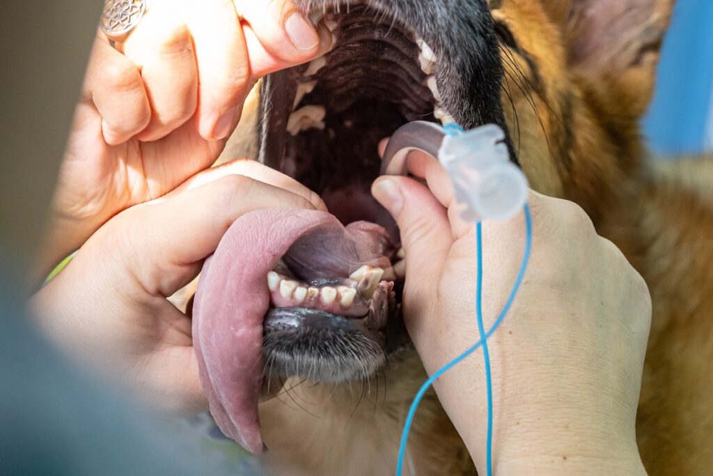 Trachealkollaps beim Hund Intubation