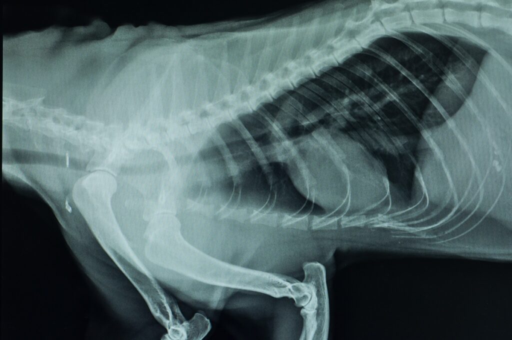 Trachealkollaps beim Hund Diagnose Röntgenaufnahme