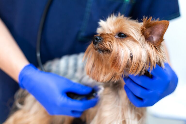 Trachealkollaps beim Hund Diagnose Tierarzt