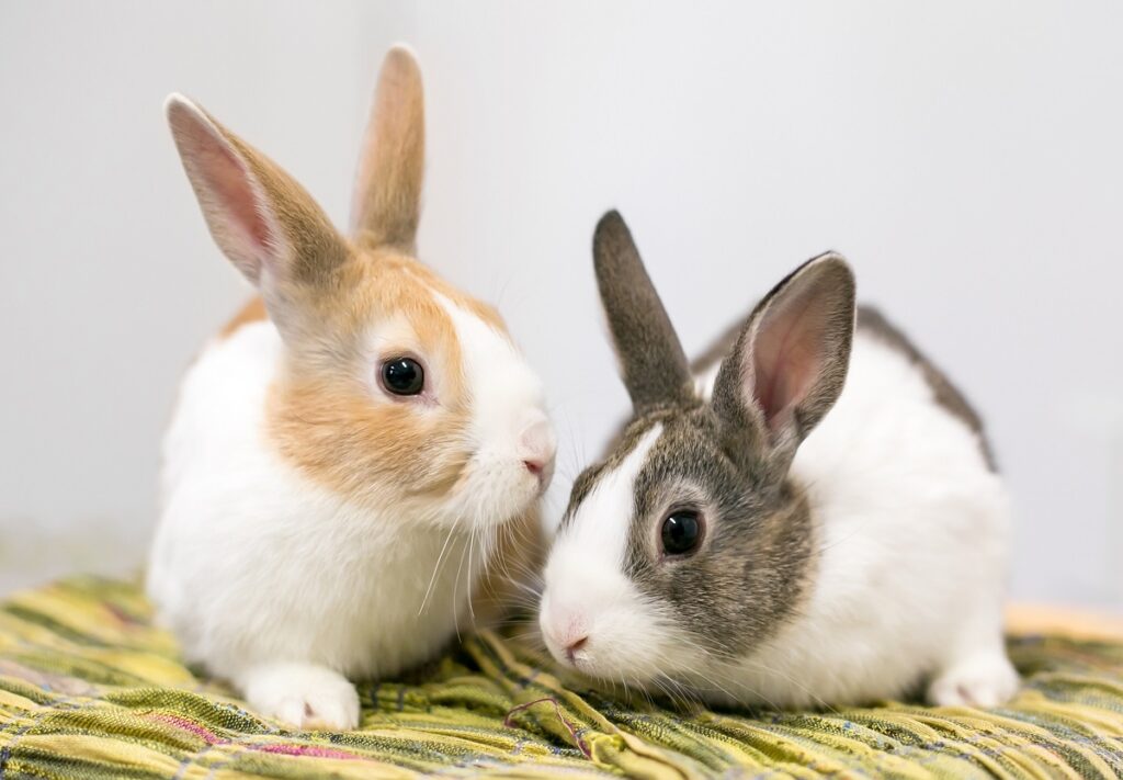 Holländer-Kaninchen Paar