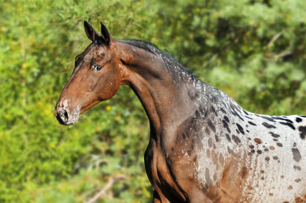 appaloosa pferd in nahaufnahme