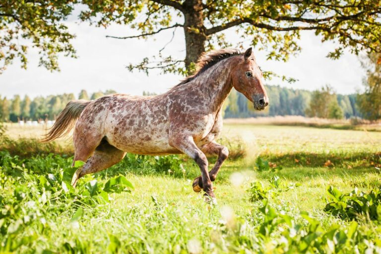 appaloosa pferd wiese sommer