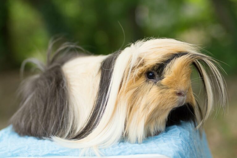 peruaner meerschweinchen auf handtuch