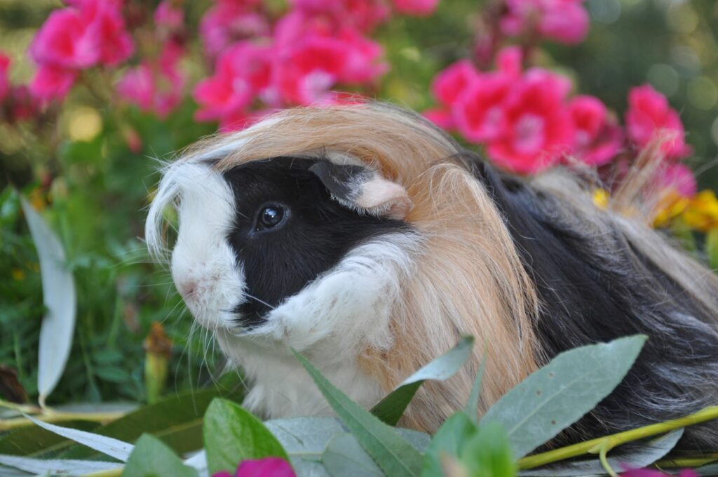 Ein Peruaner Meerschweinchen sitzt im Garten neben Blumen