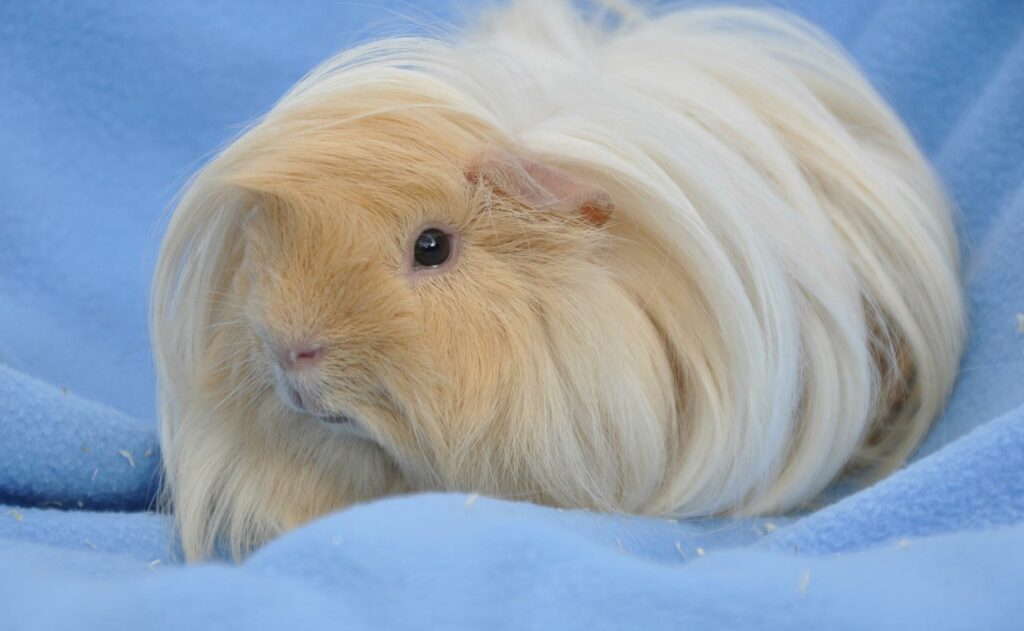 peruaner meerschweinchen mit langem fell und pony