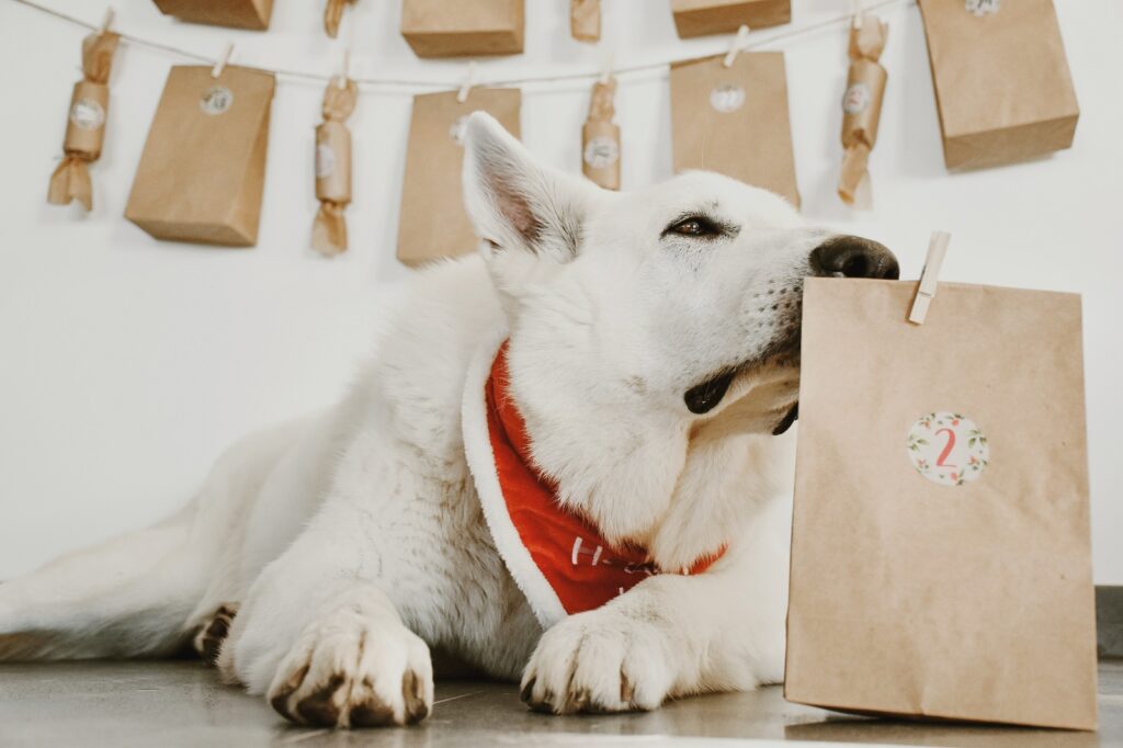 Schweizer Schäferhund schnuppert an DIY Hunde-Adventskalender DIY Hunde Adventskalender